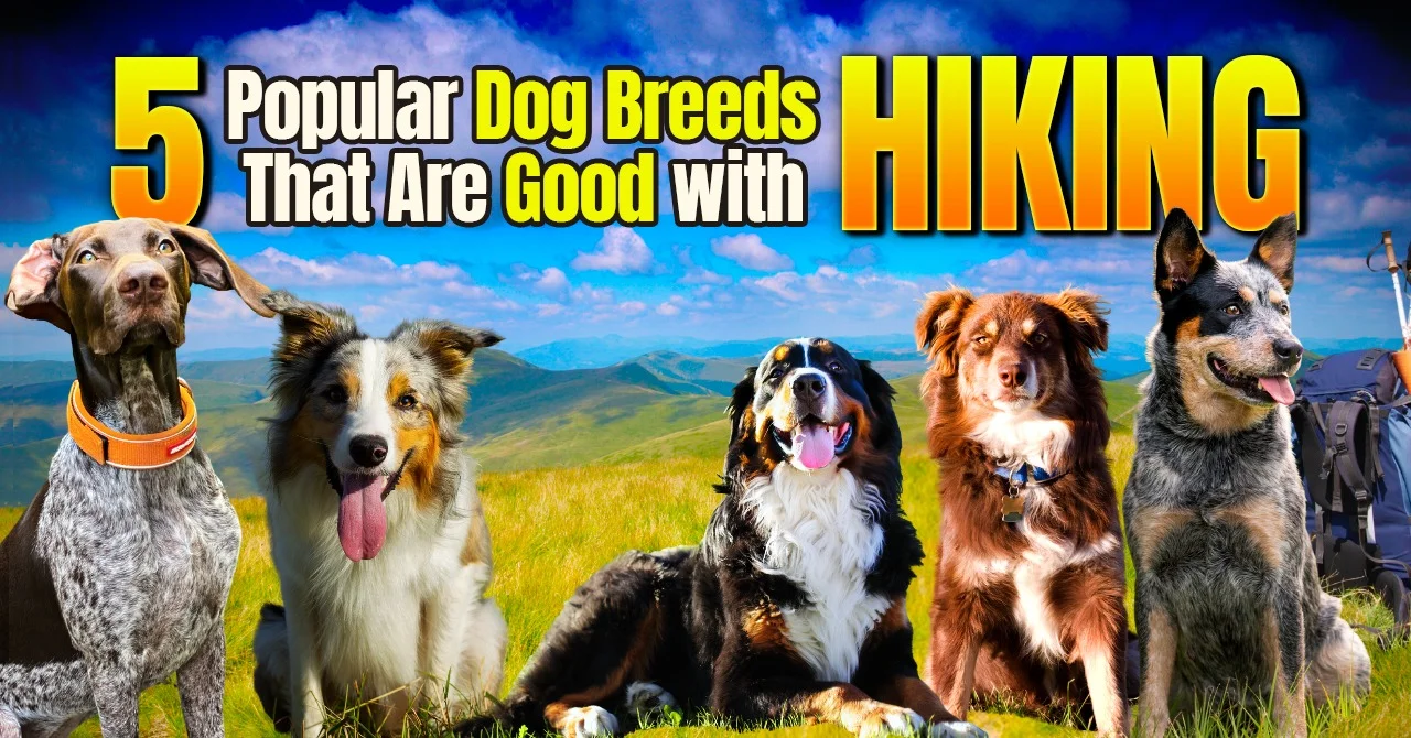 5 Popular Dog Breeds That Are Good with Hiking