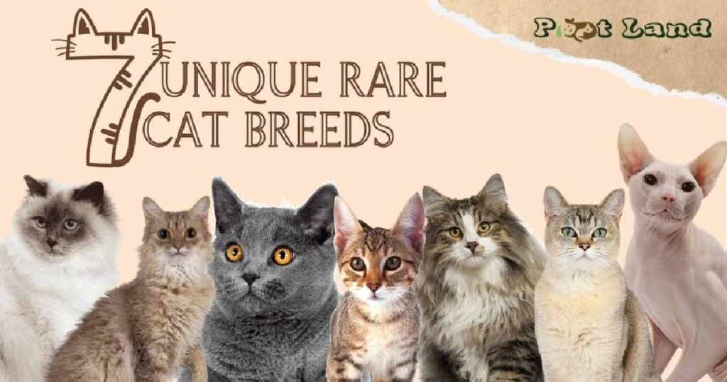 7 Unique Rare Cat Breeds