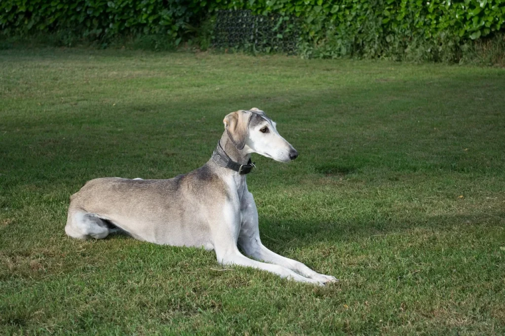 Greyhound: The Calm and Gentle Helper