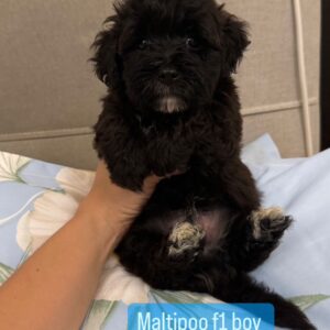 Maltipoo F1 Boy