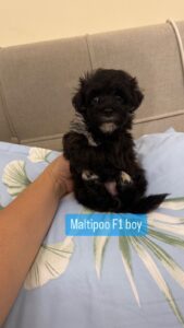 Maltipoo F1 Boy