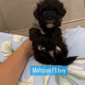 Maltipoo F1 Boy