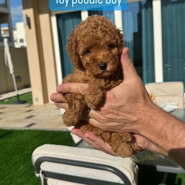 Toy Poodle Boy