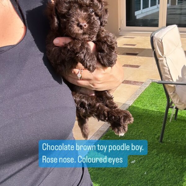 Chocolate brown toy poodle boy. Rose nose. Colored eyes