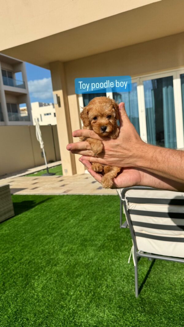 Toy Poodle Boy