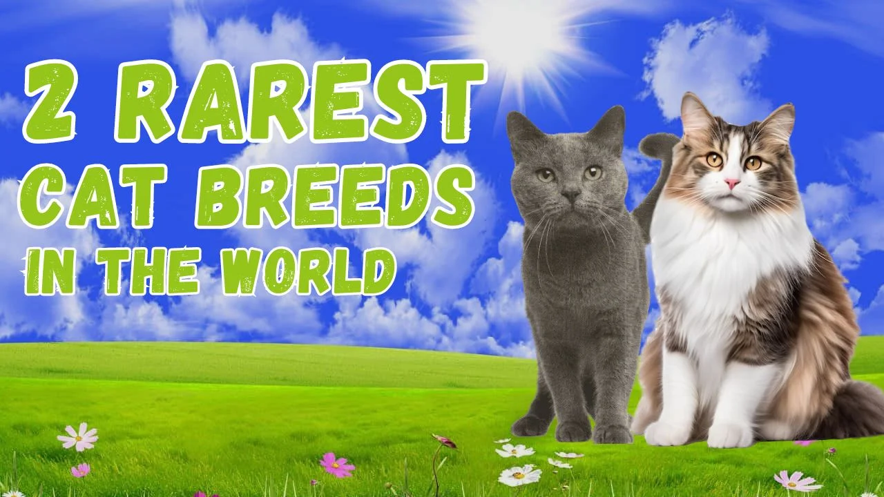 2 Rarest Cat Breeds in the World