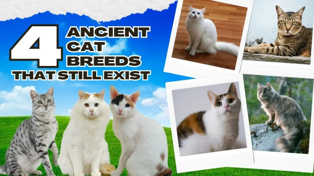 4 Ancient Cat Breeds That Still Exist