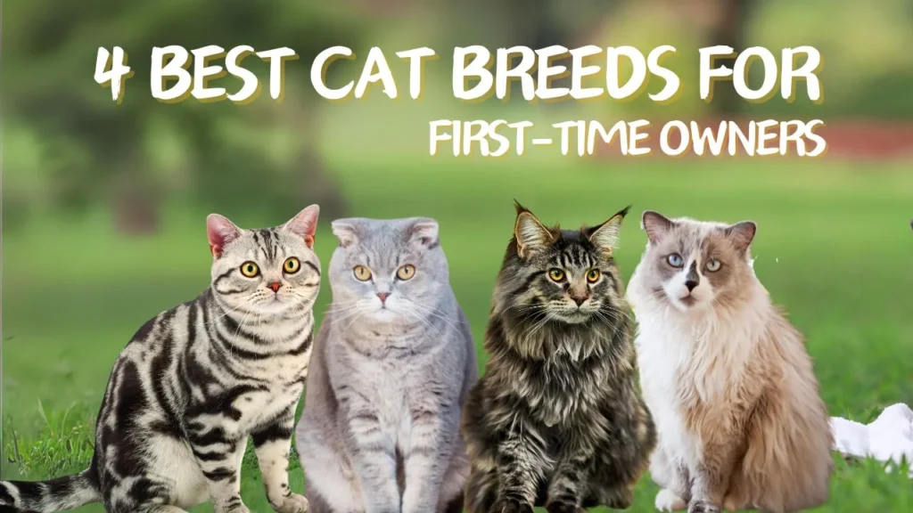 4 Best Cat Breeds for First-Time Owners