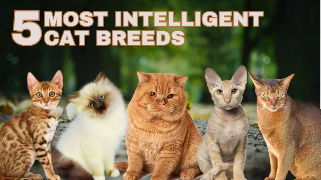5 Most Intelligent Cat Breeds