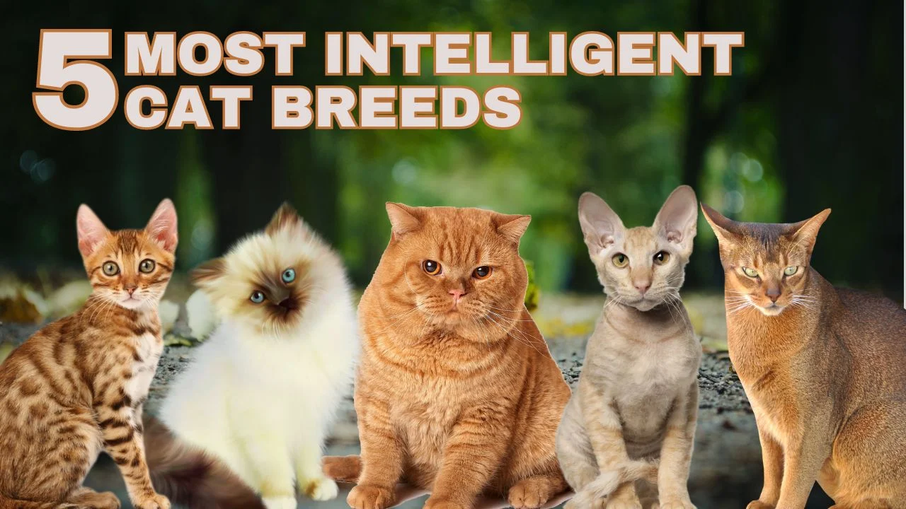 5 Most Intelligent Cat Breeds Explore Smartest Cat Breeds 9617