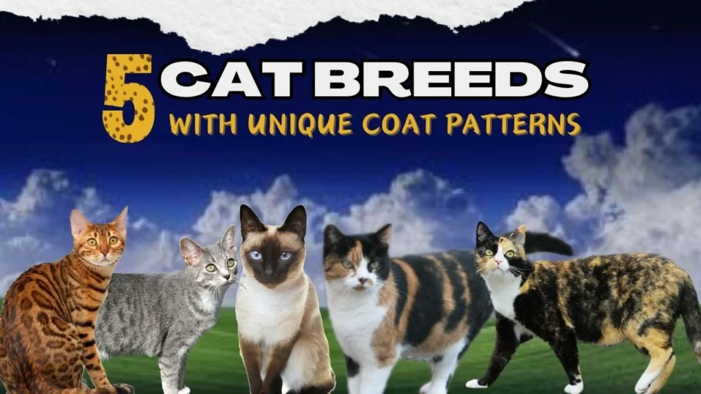 5 cat breeds with Unique Coat Patterns