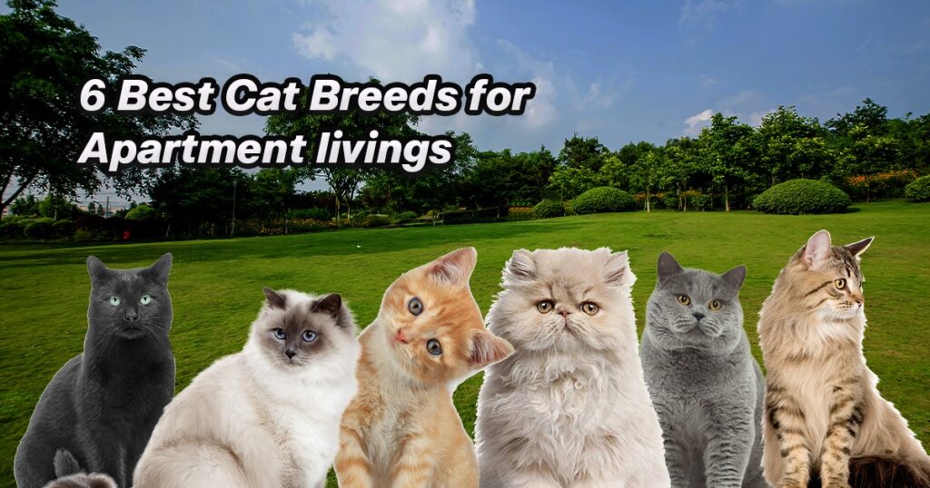 6 Best Cat Breeds for Apartment livings