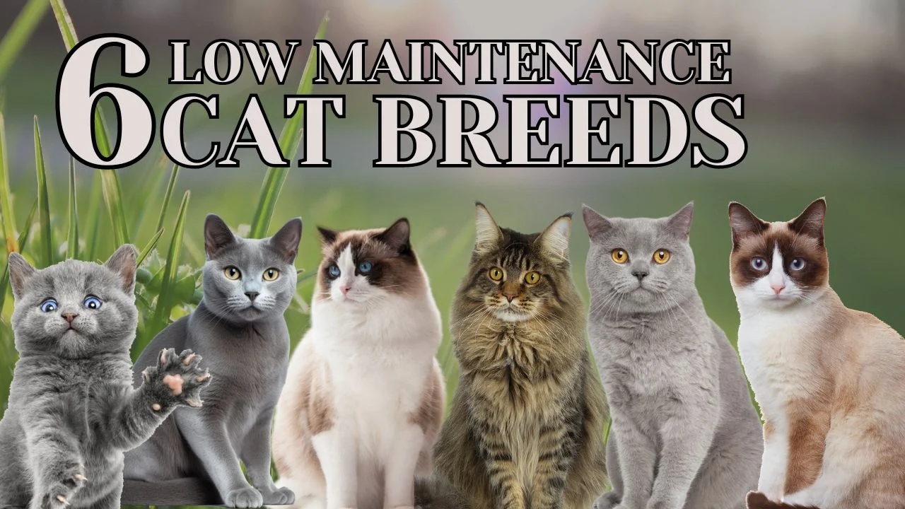 6 Low Maintenance Cat Breeds