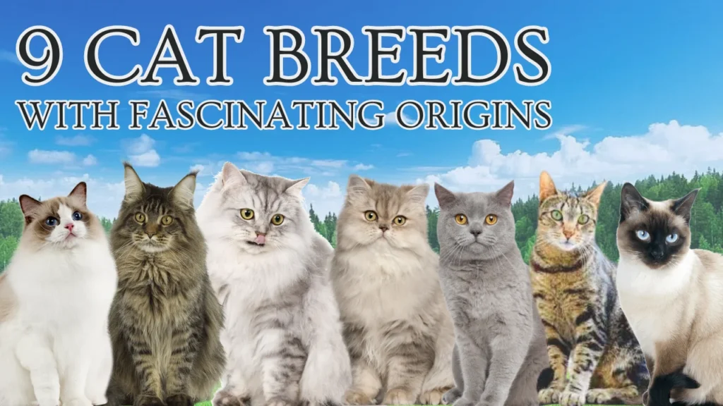 9 Cat Breeds with Fascinating Origins