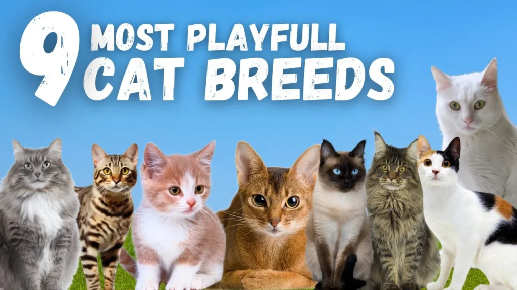9 Most Playful Cat Breeds