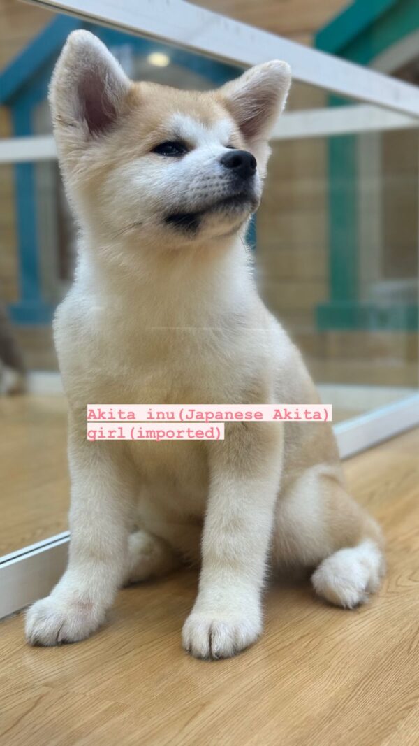 Akita inu puppy