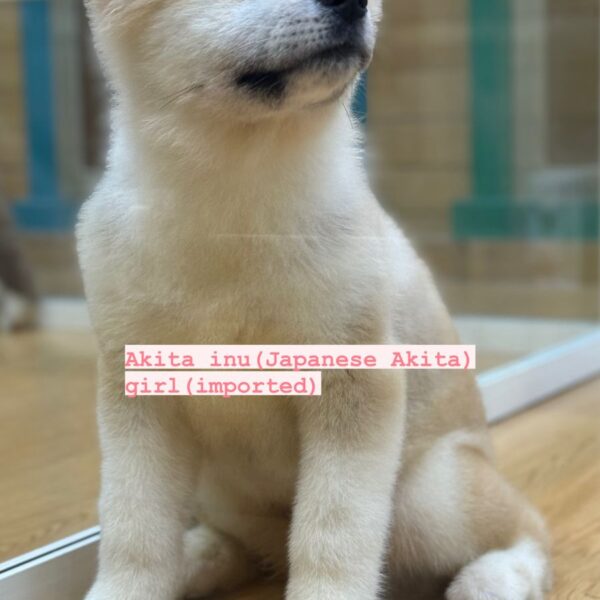 Akita inu puppy