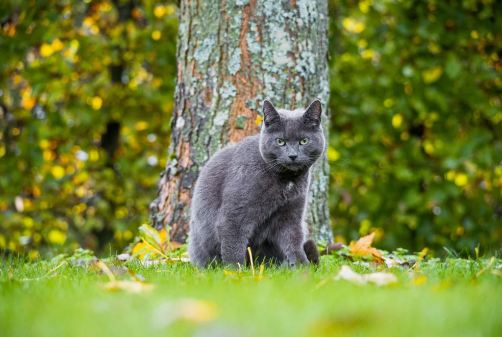 Russian Blue: The Gentle Companion