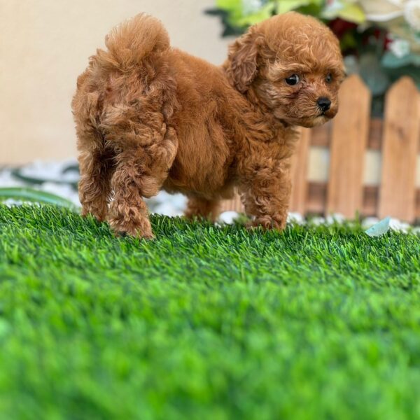 Toy poodle girl