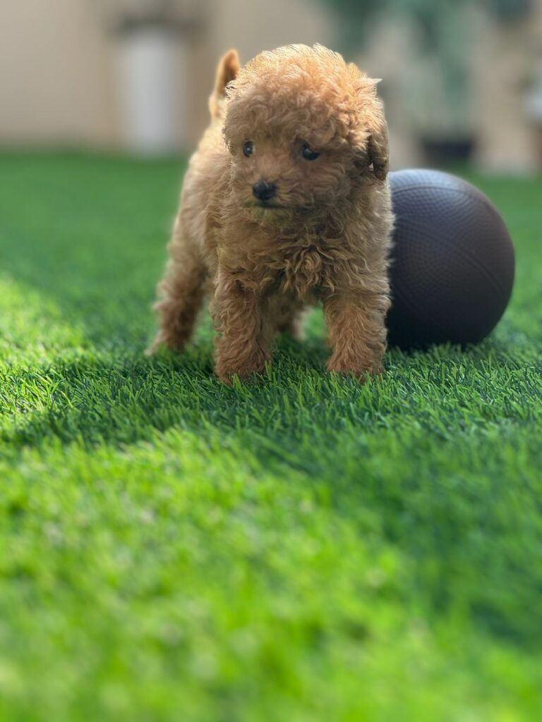 Toy poodle boy