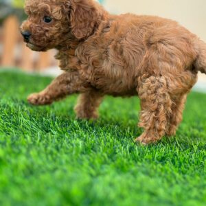 Toy poodle girl