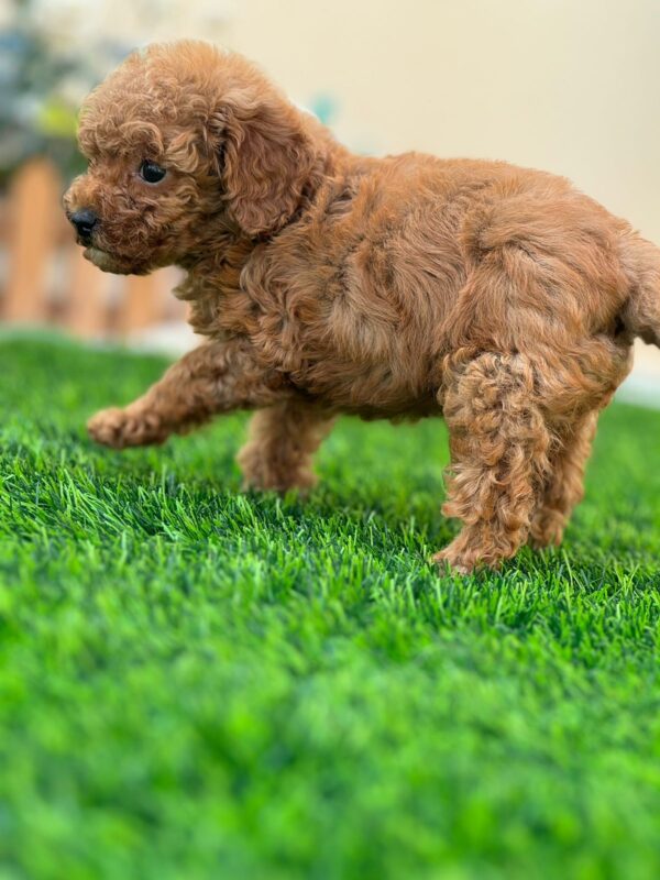 Toy poodle girl