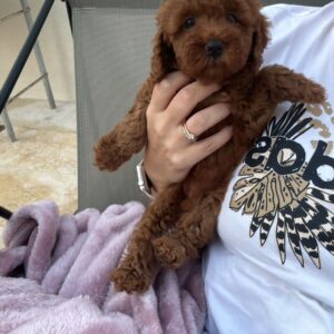 Mini poodle girl