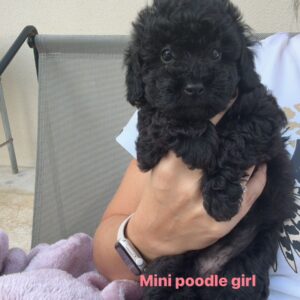 Mini poodle girl