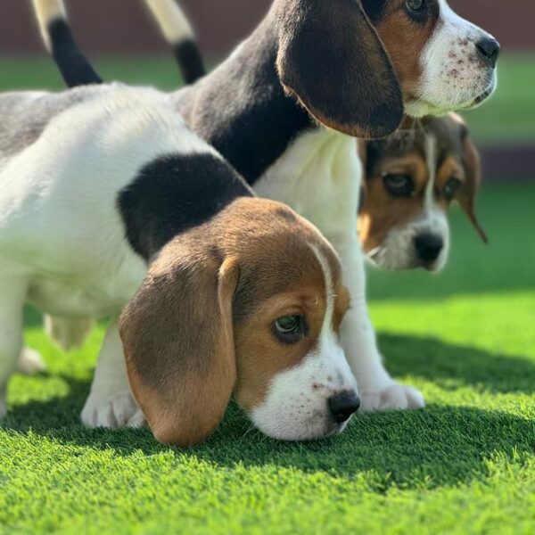 Beagles