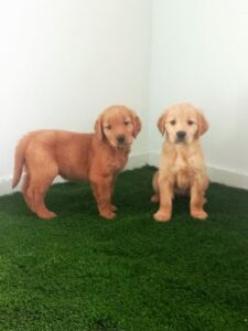 Golden retriever girls