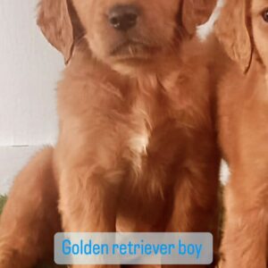 Golden retriever boy