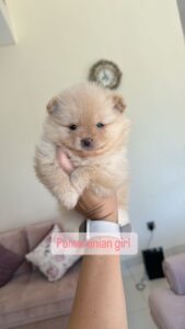 Pomeranian girl