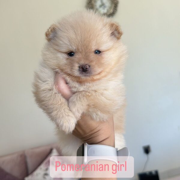 Pomeranian girl