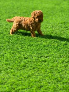 Toy poodle girl