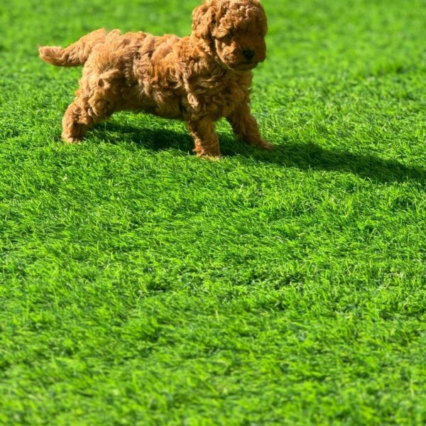 Toy poodle girl