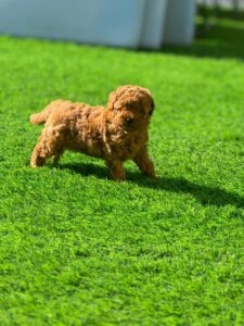 Toy poodle boy