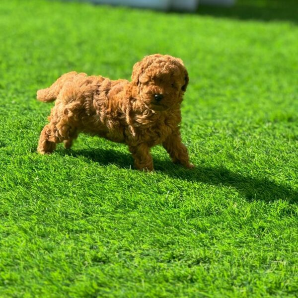 Toy poodle boy