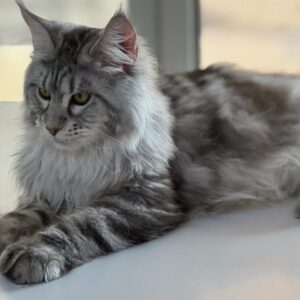 Mainecoon boy polydactyl with WCF PEDIGREE