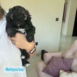 Maltipoo boy