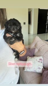 Silver Maltipoo girl