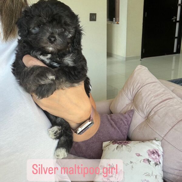 Silver Maltipoo girl