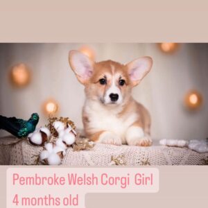 Pembroke Welsh Corgi Girl 4 months old Origin: Ukraine