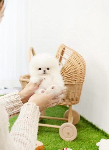 Teacup Pomeranian girls from South Korea