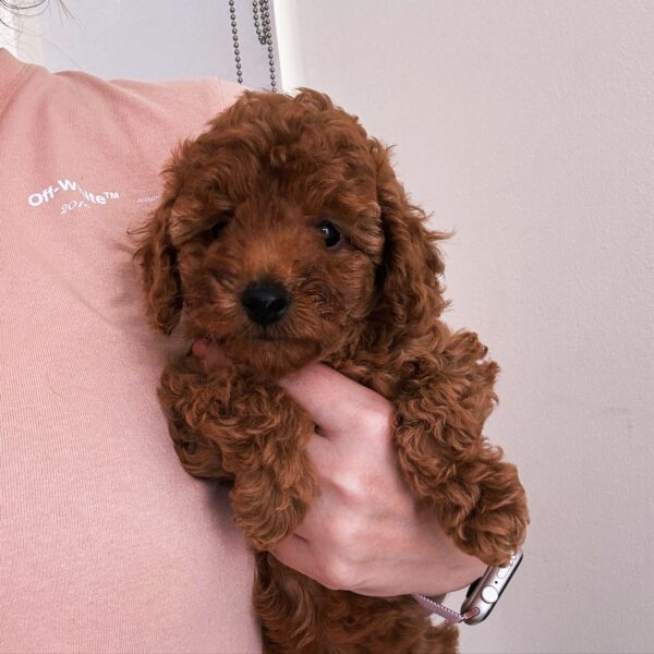 red toy poodle