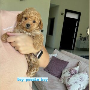toy poodle boy