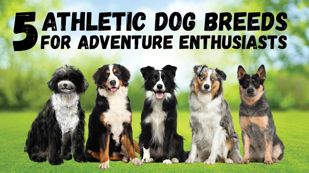 5 Athletic Dog Breeds for Adventure