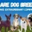 7 Rare Dog Breeds That Make Extraordinary Companions