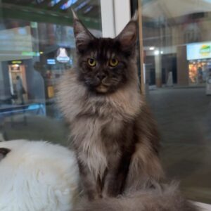 Black smoke mainecoon male with wcf pedigree