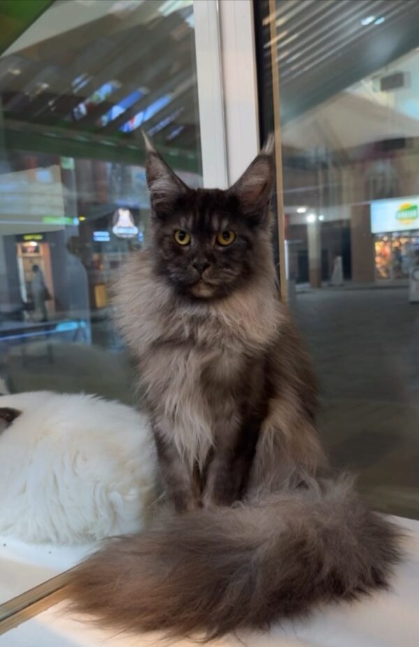 Black smoke mainecoon male with wcf pedigree