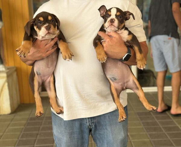 Chocolate white and tan English Bulldog girls